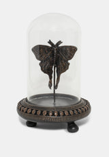 Luna Moth in Jar