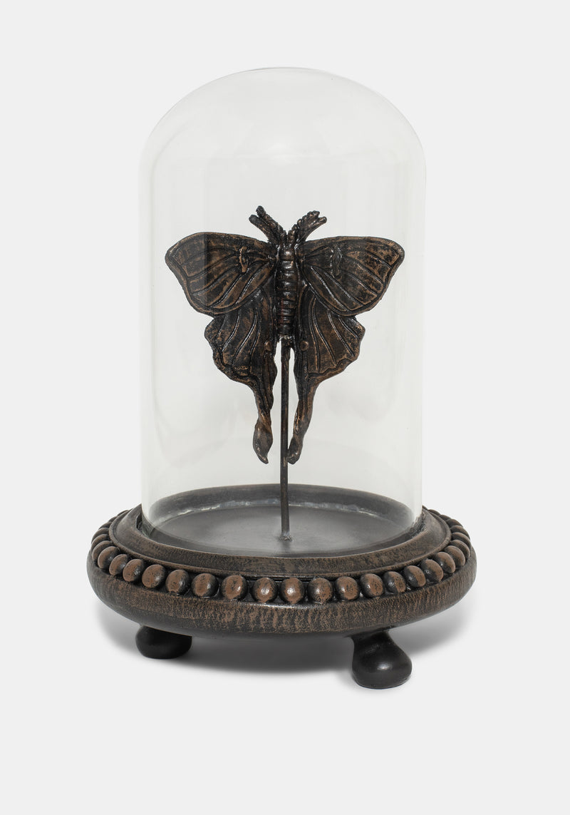 Luna Moth in Jar