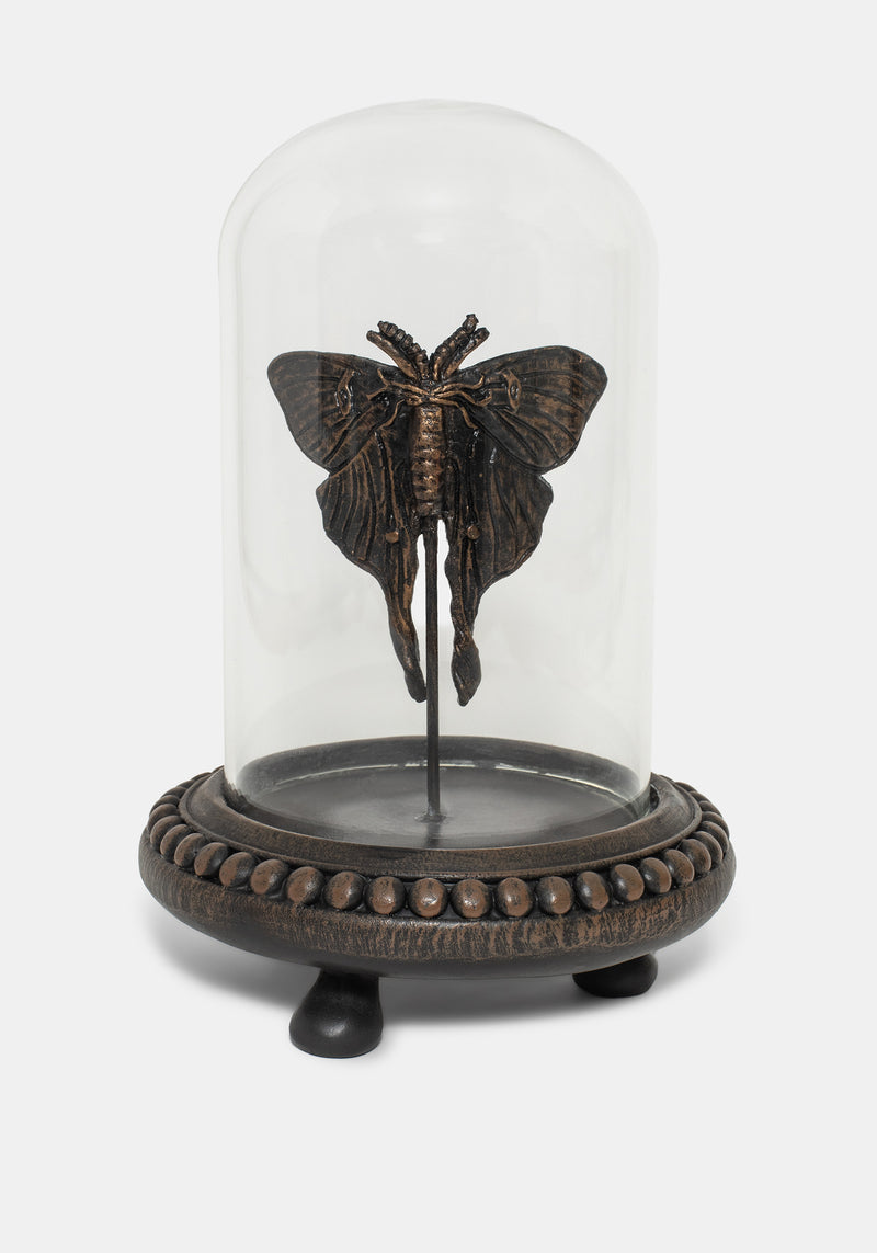 Luna Moth in Jar