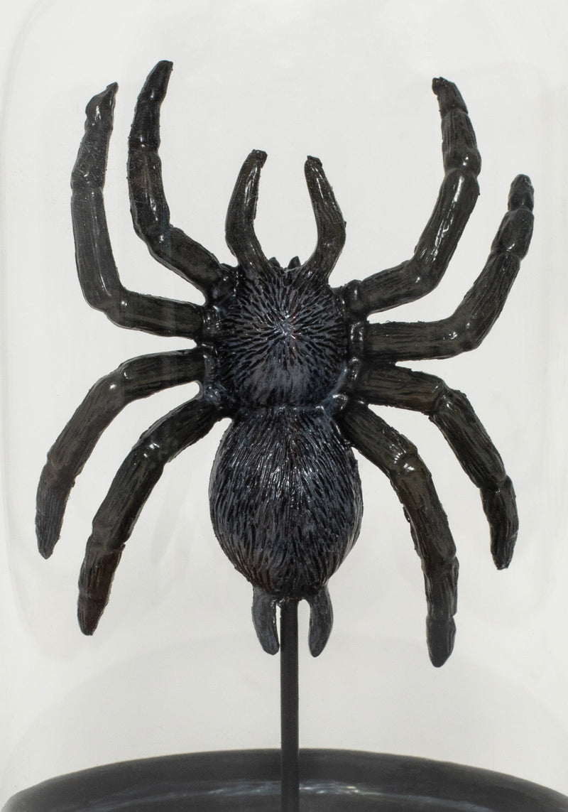 Arachne Spider in Jar