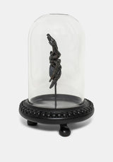Arachne Spider in Jar