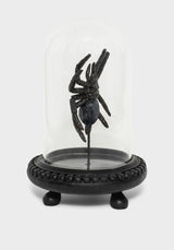 Arachne Spider in Jar